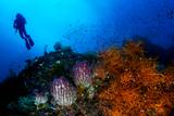Unterwasserwelt Alphonse Island